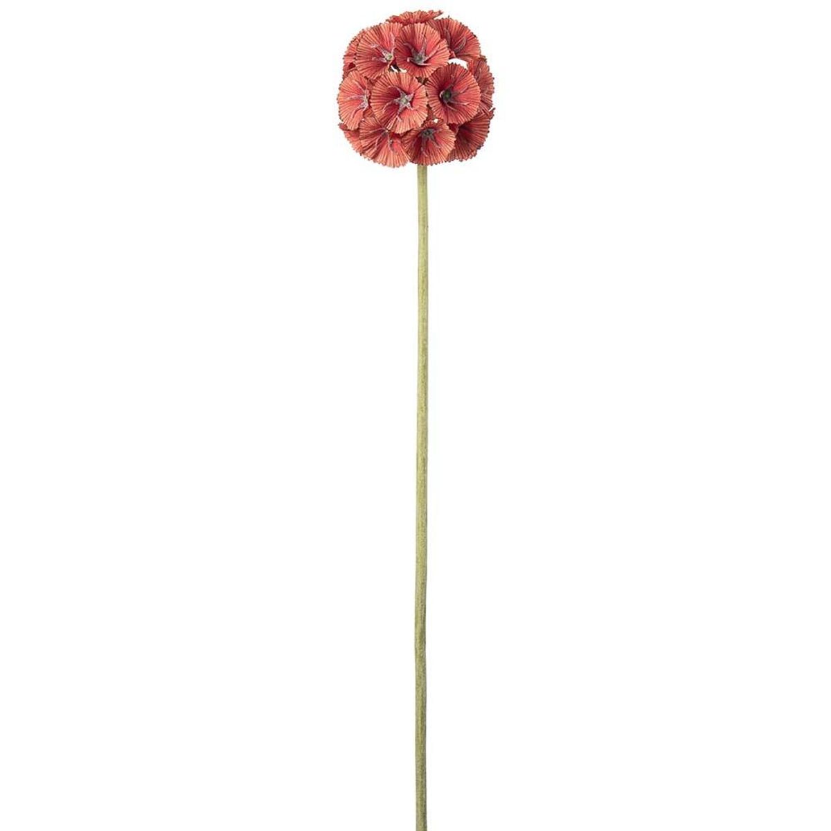 Scabiosa 60 cm, Oransje