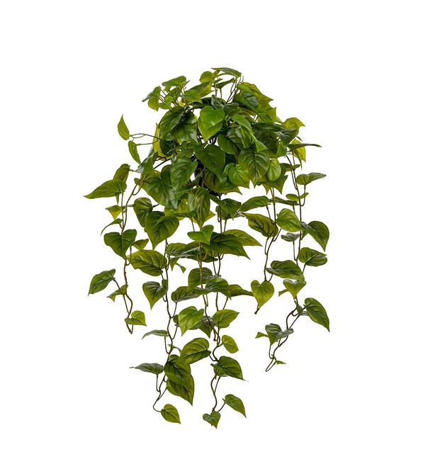 Hovedbilde Gullranke plante i potte