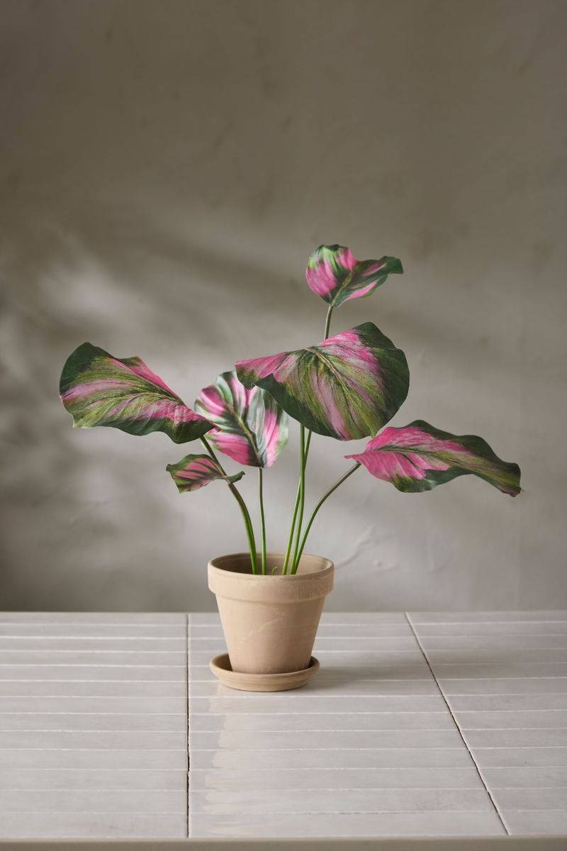 Calathea potteplante 55 cm - Rosa