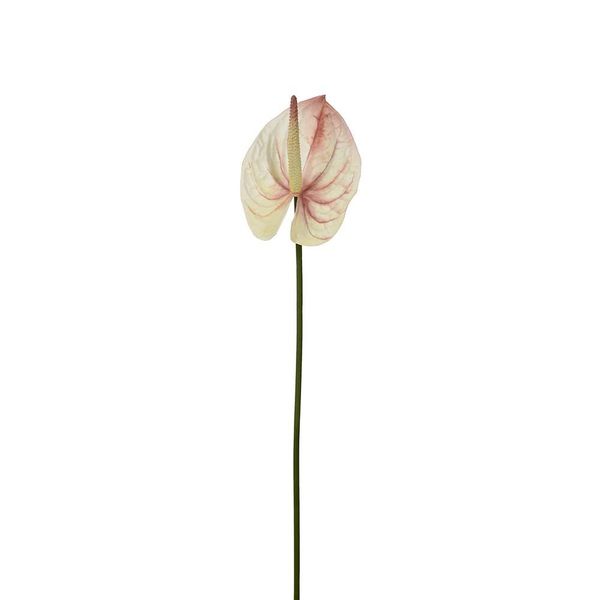 Hovedbilde Anthurium 65 cm, Rosa