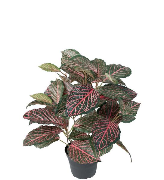 Hovedbilde Fittonia potteplante 40 cm
