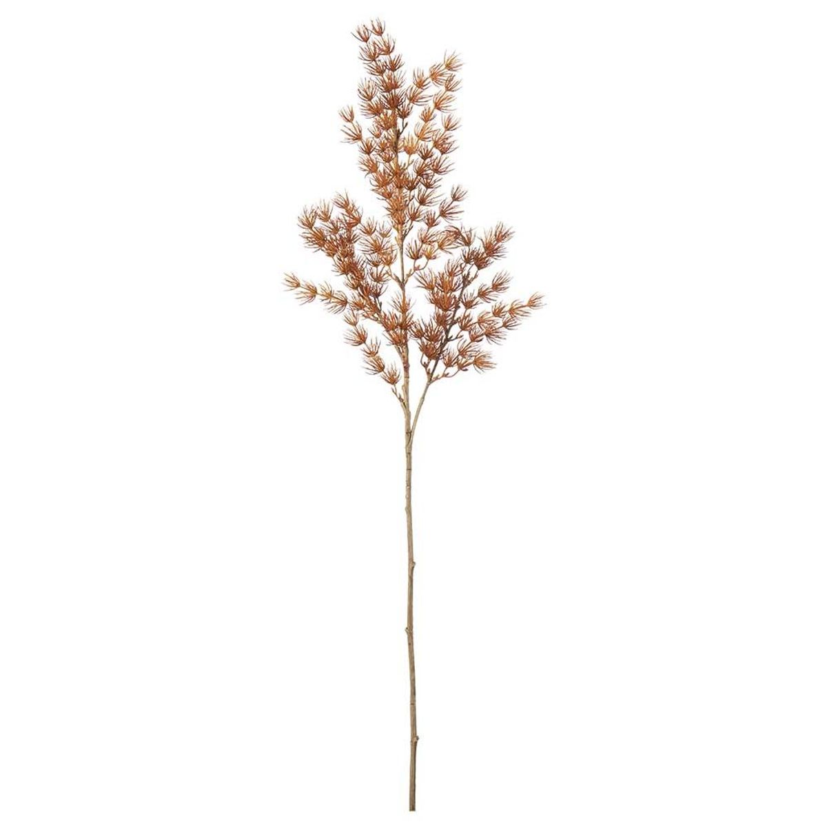Asparagusgren 75 cm, Rosa