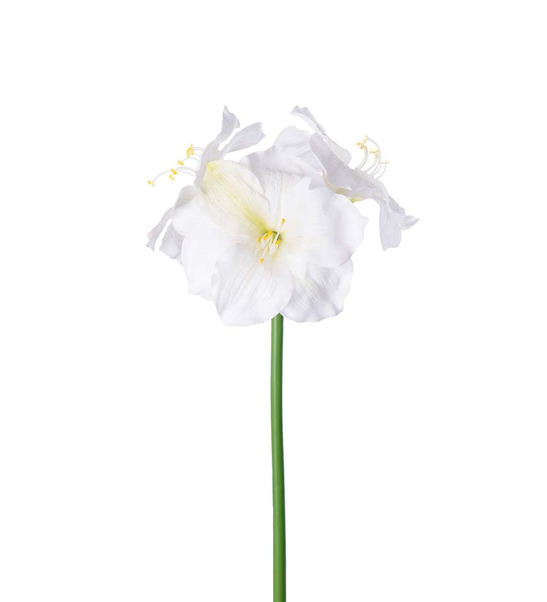 Amaryllis 65 cm, Krem