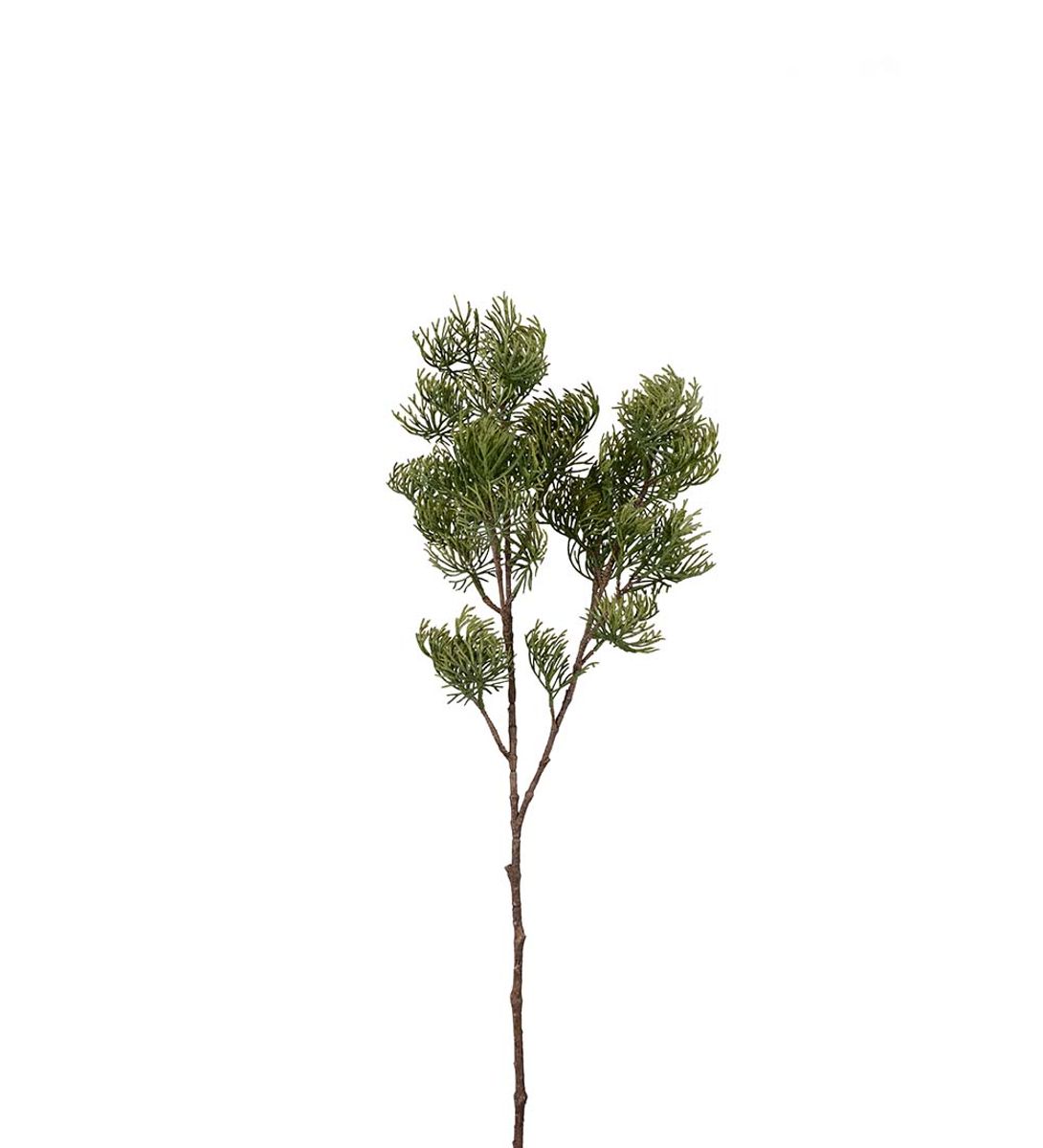 Cypresskvist 75 cm