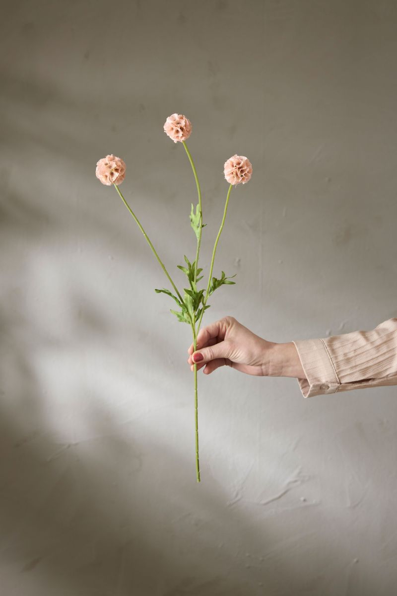Scabiosa flerstilket, 60 cm, Rosa