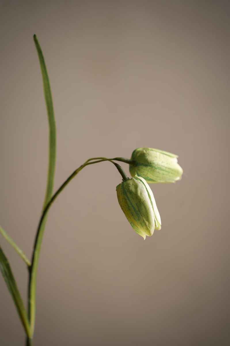 Fritillaria 50 cm, Grønn